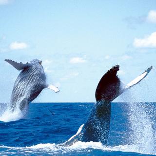 Des baleines à bosse évoluent dans la baie de Prony, au sud de la Nouvelle-Calédonie. [opération cétacés]