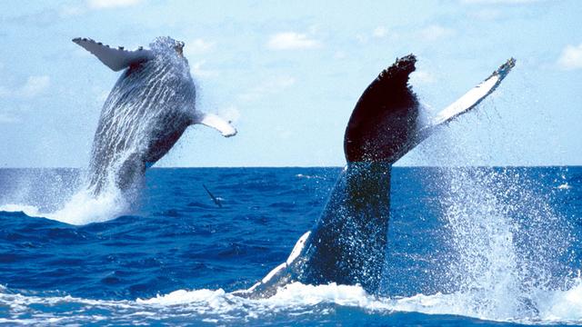 Des baleines à bosse évoluent dans la baie de Prony, au sud de la Nouvelle-Calédonie. [opération cétacés]