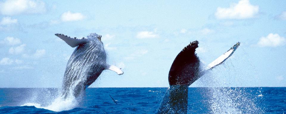 Des baleines à bosse évoluent dans la baie de Prony, au sud de la Nouvelle-Calédonie. [opération cétacés]