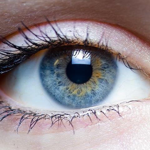 Oeil humain. [wikipedia]