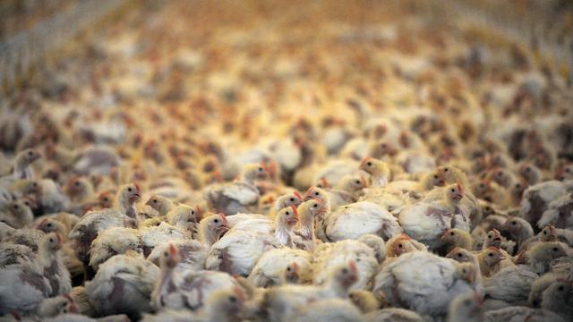 Poulets de batterie: et si vous êtes à table, bon appétit ! [DPA / AFP - Ingo Wagner]