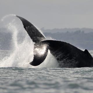 La queue d'une baleine à bosse. [Luis Robayo]