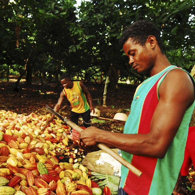 Des hommes pèlent des fêves de cacao à la machette à Ambanja. [hemis.fr / AFP - Anthony Asael]