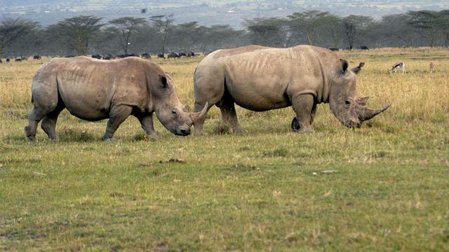 Rhinocéros du Lake Nakuru National park, au Kenya. [Ken Wekesa.]