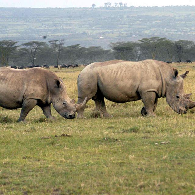 Rhinocéros du Lake Nakuru National park, au Kenya. [Ken Wekesa.]