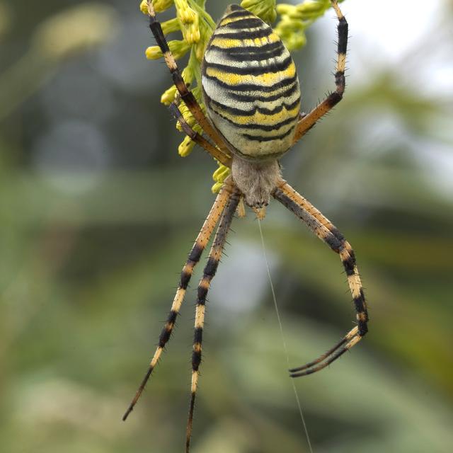 Wasp spider (Argiope bruennichi), Saitama, Japan [DP - 池田正樹 (talk) masaki ikeda]