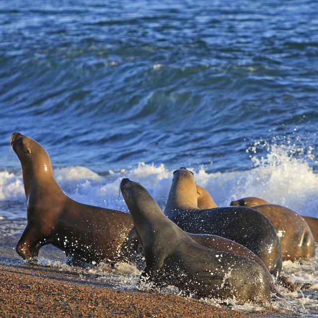 Lions de mer sur une plage de la Péninsule Valdés. [hemis.fr / AFP - Sylvain Cordier]