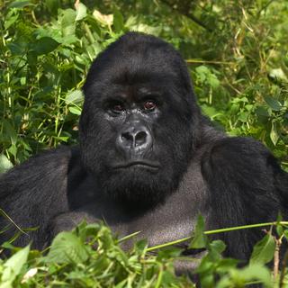 Le gorille, une espèce de grand singe menacée par la destruction de son milieu de vie, la foret tropicale. [Fotolia - erwinf]