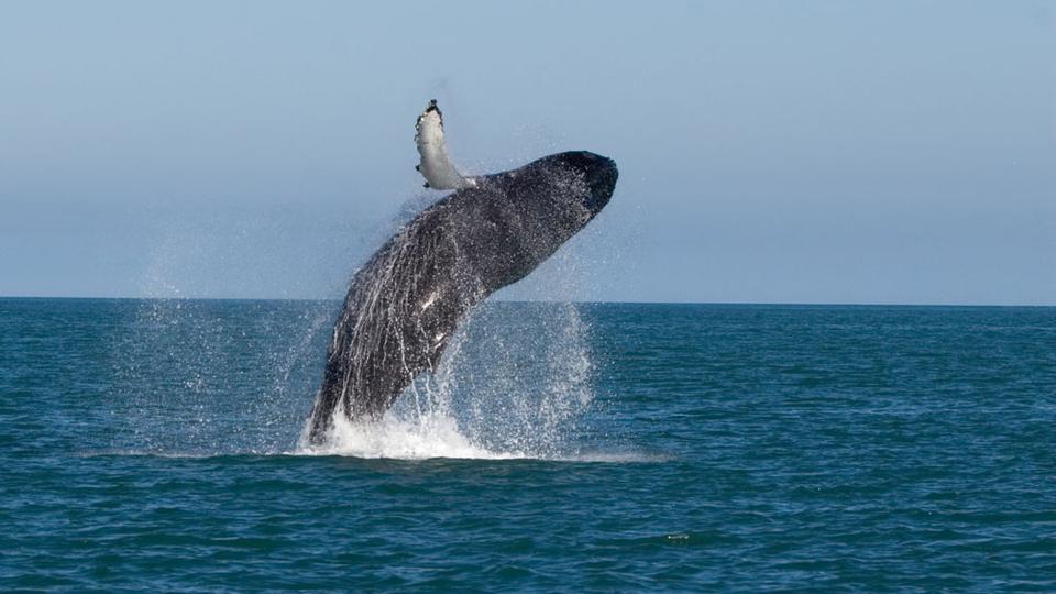 Les baleines sont aussi sensibles au bruit.