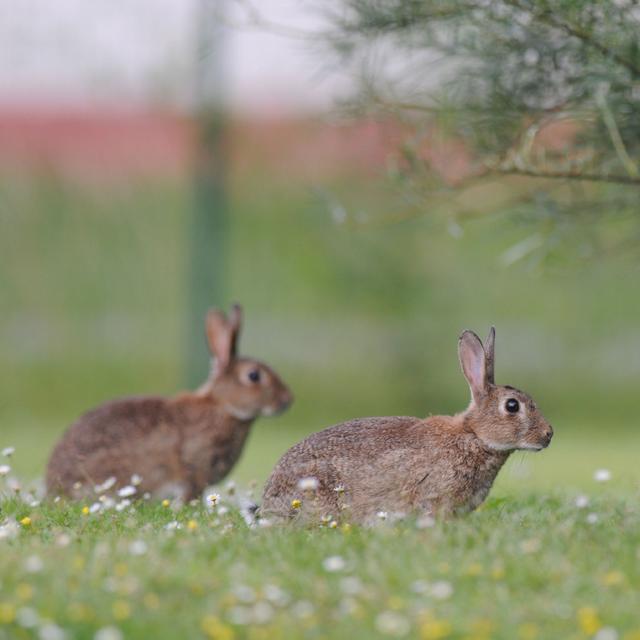 Le lapin de garenne, une de ces espèces anciennement devenues invasives et qui font désormais partie de notre environnement. [Lenichka]