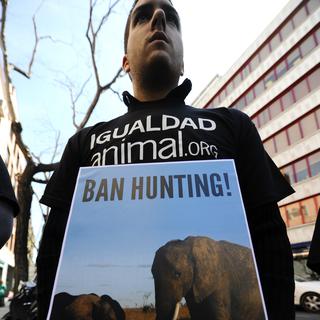 Un défenseur des animaux manifeste à Madrid, le 17 avril, devant l'hôpital ou le roi Juan Carlos est hospitalisé, après le scandale soulevé par le coûteux safari qu'il a effectué au Botswana.