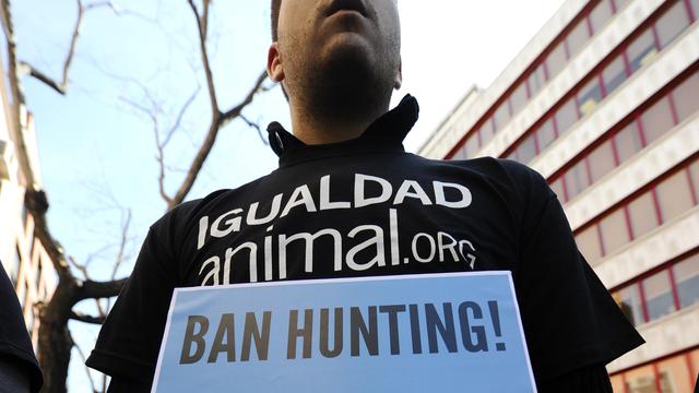 Un défenseur des animaux manifeste à Madrid, le 17 avril, devant l'hôpital ou le roi Juan Carlos est hospitalisé, après le scandale soulevé par le coûteux safari qu'il a effectué au Botswana.