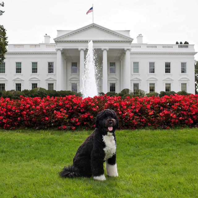 La Maison-Blanche et Bo, le chien de Barack Obama. [The White House / AFP - Chuck Kennedy]
