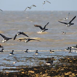 Le réchauffement climatique modifie la migration des oiseaux. [Fotolia - OSCAR]