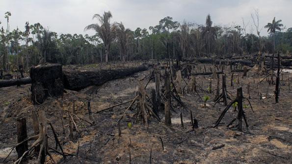 La déforestation en Amazonie. [Jean-Claude Gerèz]