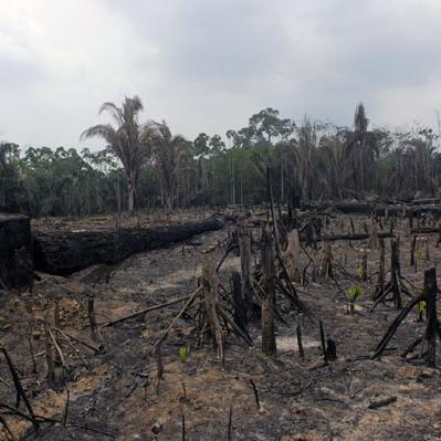 La déforestation en Amazonie. [Jean-Claude Gerèz]