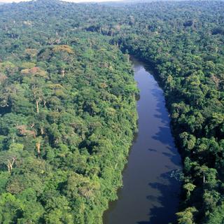 L'Amazonie, un enfer vert pour certains, un havre de la biodiversité pour d'autres. [Stephane Frances]