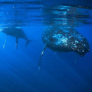 Les chants des baleines permettent aux cétacés de communiquer entre eux. [John974]
