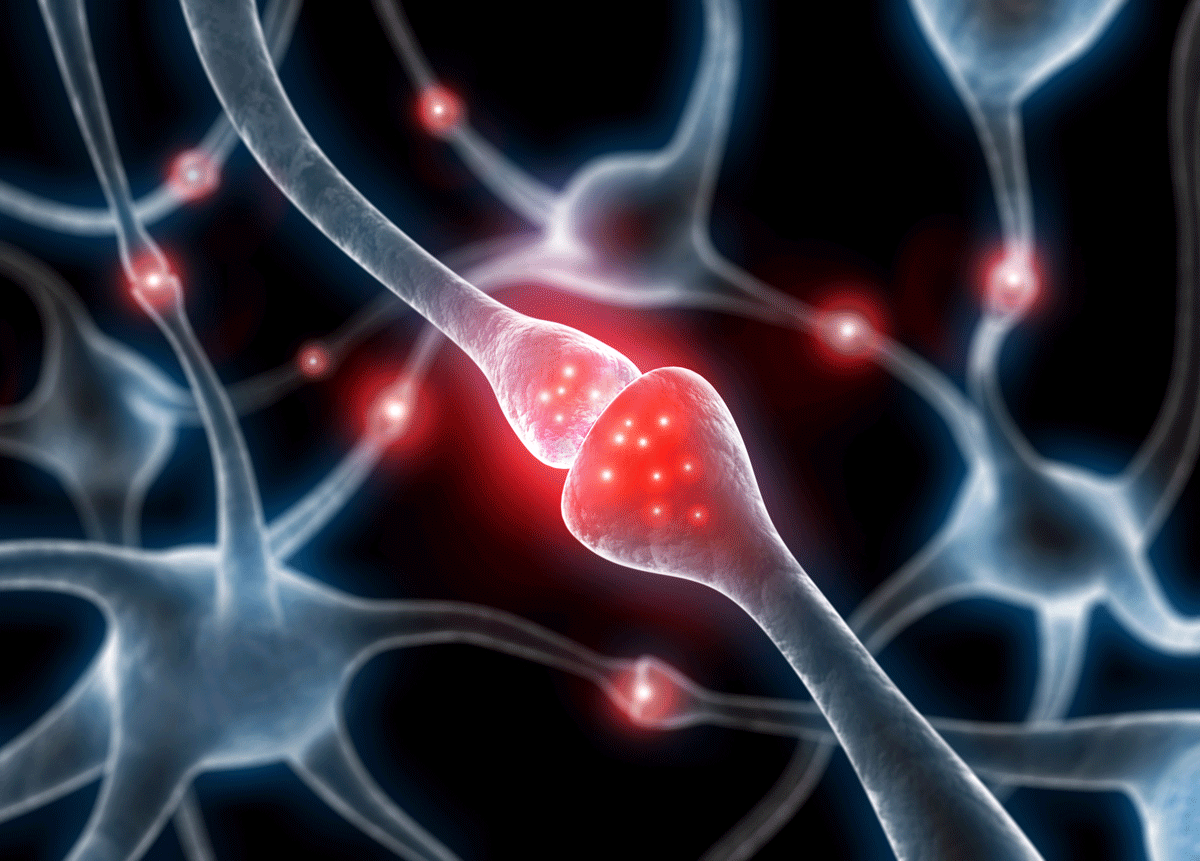 Neurone "amoureux". [psdesign1 - fotolia]