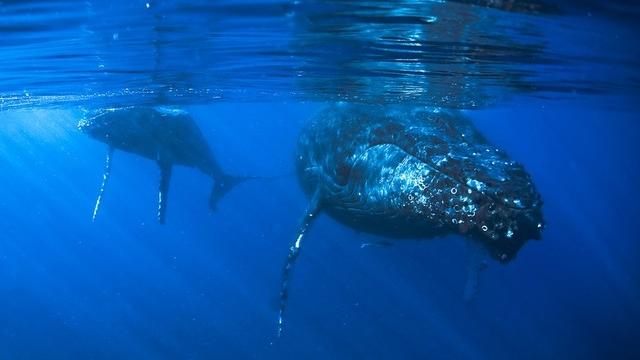 Les chants des baleines permettent aux cétacés de communiquer entre eux. [John974]