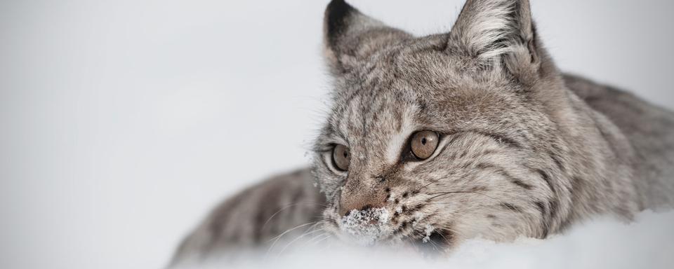 Un lynx eurasien en hiver. [andyastbury]