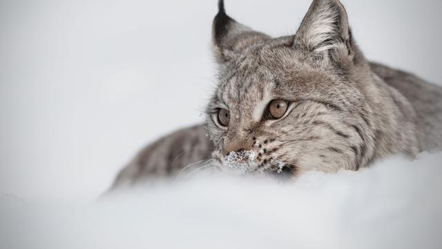 Un lynx eurasien en hiver. [andyastbury]