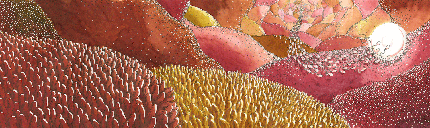 Illustration d'Amélie Frison pour l'exposition "Made in utero". [Musée de zoologie de Lausanne - Amélie Frison]
