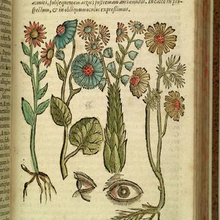 Plantes exprimant la vertu de soigner les yeux. Giovanni Battista della Porta (1535-1615), Phytognomonica, Naples: H.  Salvianus, 1588. [abocamuseum.it/]