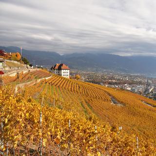 Le vignoble de Lavaux en automne. [HappyAlex]