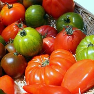 Différentes sortes de tomates anciennes. [illustrez-vous]