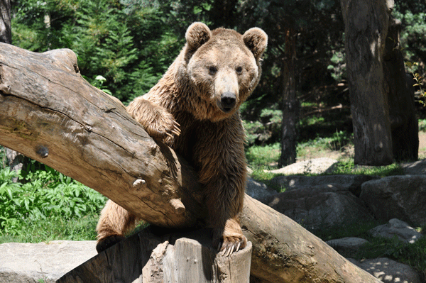 L'ours, l'histoire d'un roi déchu [Fotolia - barlest]