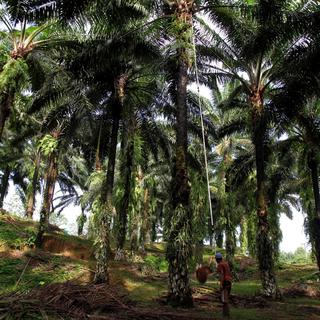 Plantation de palmiers à huile en Indonésie. [Atar]