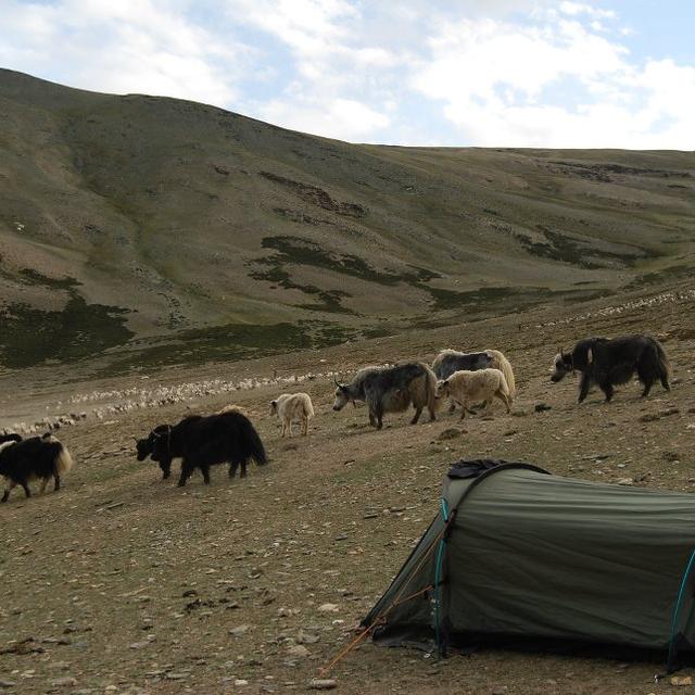 Troupeaux de Yaks dans la vallée du Chang Thang. [Céline Rouzet.]