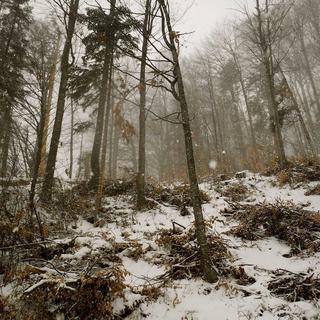 La forêt dans le parc national Domogled, en Roumanie. [Julien Trambouze]