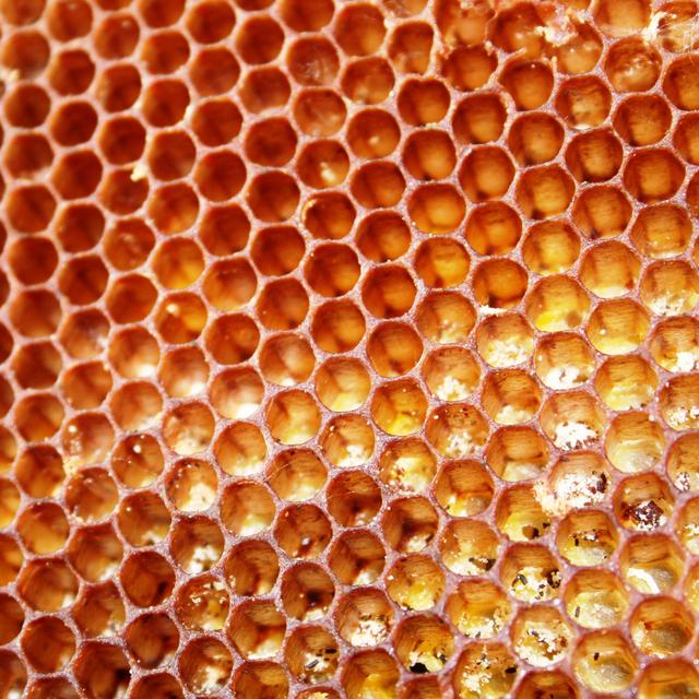 Le miel du web. [B. Piccoli]