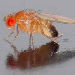 Drosophila melanogaster ou mouche du vinaigre. [CC BY Sa - André Karwath]