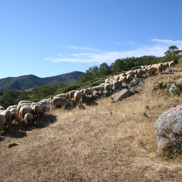 Moutons et brebis peuplent toujours la vallée. [Sophie Iselin]