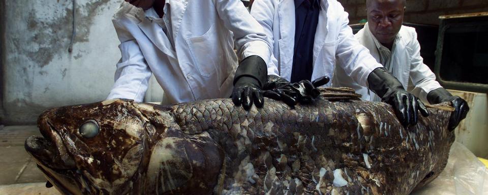 Coelacanthe pêché par des pêcheurs kényans en novembre 2001, il mesure 1, 75 m et pèse 77 kgs. [Simon Maina]