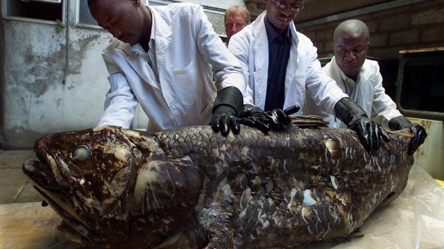 Coelacanthe pêché par des pêcheurs kényans en novembre 2001, il mesure 1, 75 m et pèse 77 kgs. [Simon Maina]
