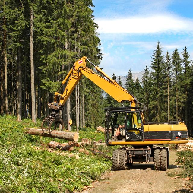 Comment exploiter et entretenir la forêt suisse, sans prétériter sa santé écologique? [Fotolia - Henrik Winther Ander]