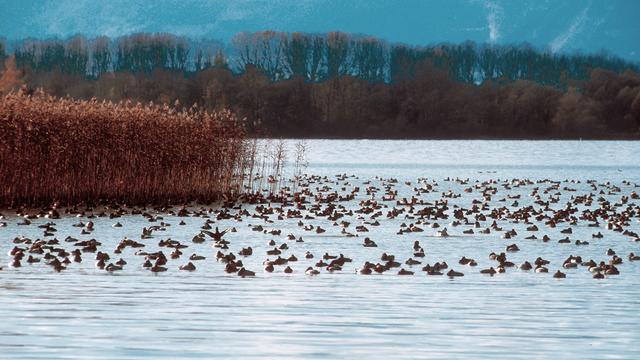 Rassemblement de canards hivernants dans la baie d’Yvonand. [grande-caricaie.ch - Benoît Renevey]