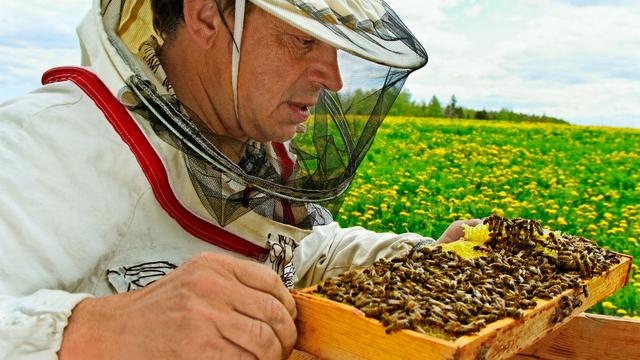 De plus en plus de personnes élèvent des abeilles. [Ludmila Smite]