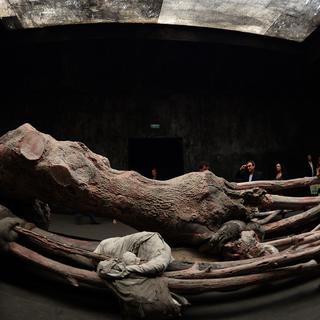 L'arbre blessé de Berlinde de Bruyckere à la Biennale de Venise. [Gabriel Bouys]