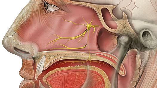 Le système olfactif est, avec l’ouïe, l’organe des sens spatialement le plus proche du cerveau. [CC-BY- SA - Patrick J. Lynch, medical illustrator]