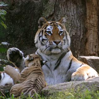 WildLeaks permet de dénoncer les crimes envers la faune surtout envers les espèces menacées, comme le tigre. [PatZone]