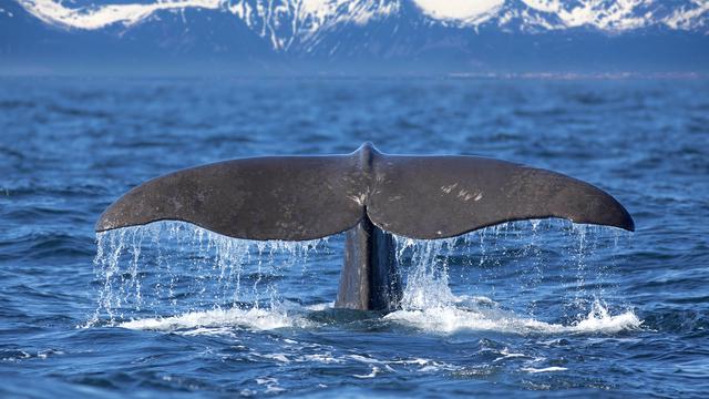 Grâce à la cour internationale de justice, les baleines auront un peu de répit. [Kjersti]