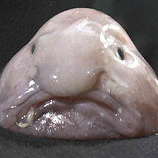 Le Blobfish est une espèce de poisson des abysses australiens vivant entre -600 et -1200 m de profondeur. [NOAA - S. Humphreys]