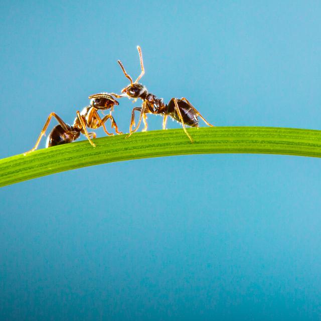 "Métissages 13.0" parle des fourmis. [Andrey Armyagov]