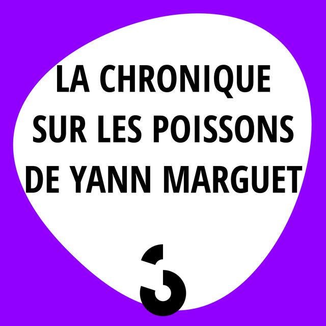 Logo La chronique sur les poissons de Yann Marguet