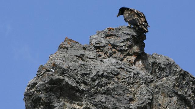 Un gypaète dans le parc national. [Nicola Pitaro]